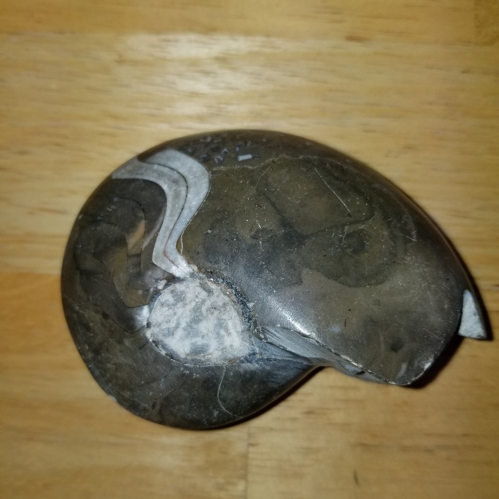 ✅NWOT Rare Collectible Nautilus Ammonite Fossil Vintage Rare Collectible 1128 - Picture 5 of 8